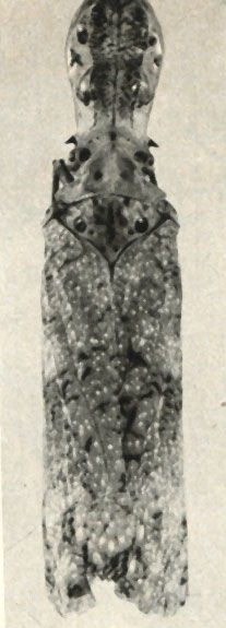   (Laternaria phosphorea)