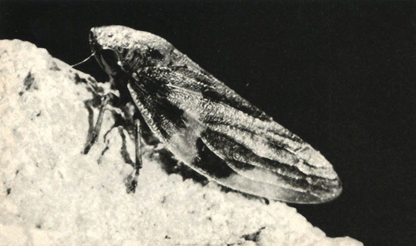   (Aphrophora alni)