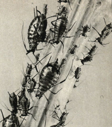      Dactynotus = Uromelan jaceae