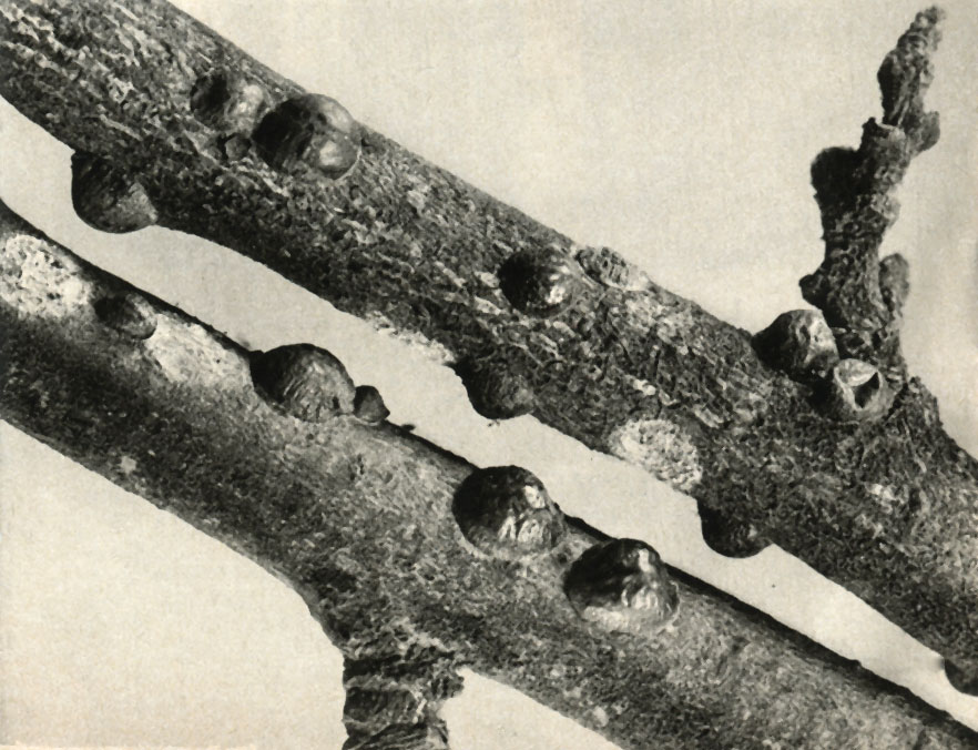     (Lecamum cortii)