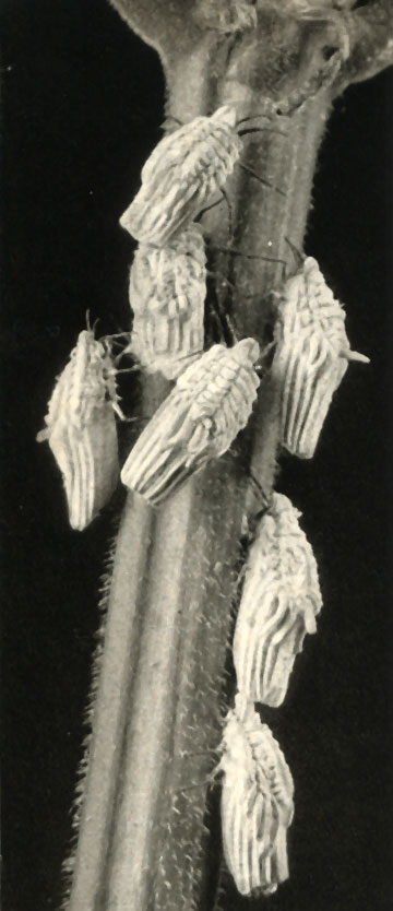   (Orthezia urticae)