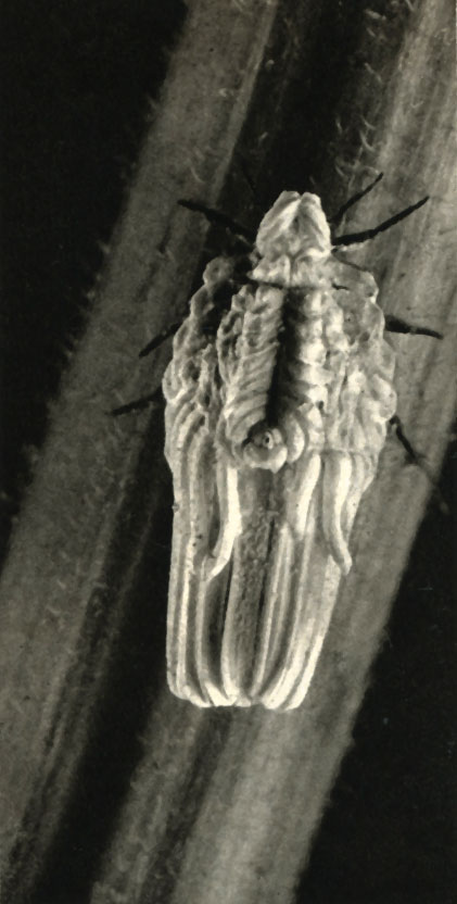   (Orthezia urticae)