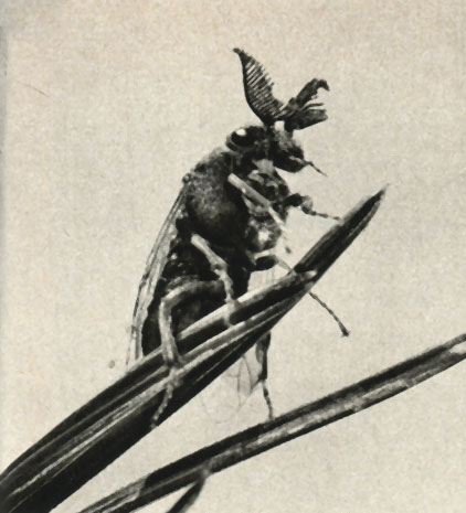    (Diprion = Lophyrus pini)
