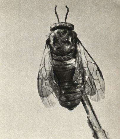    (Diprion = Lophyrus pini)