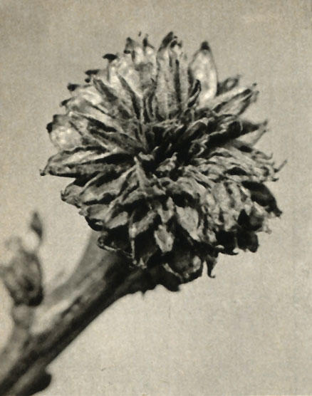    (Andricus fecundator)