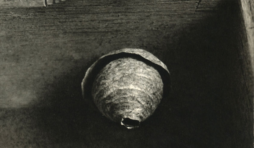    (Dolichovespula saxonia)