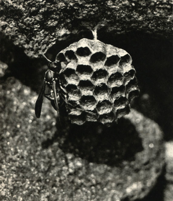  ,    ,    (Polistes bimaculatus)