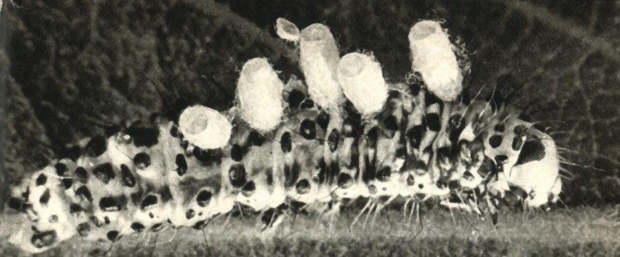      - ,    Braconidae  Microgaster