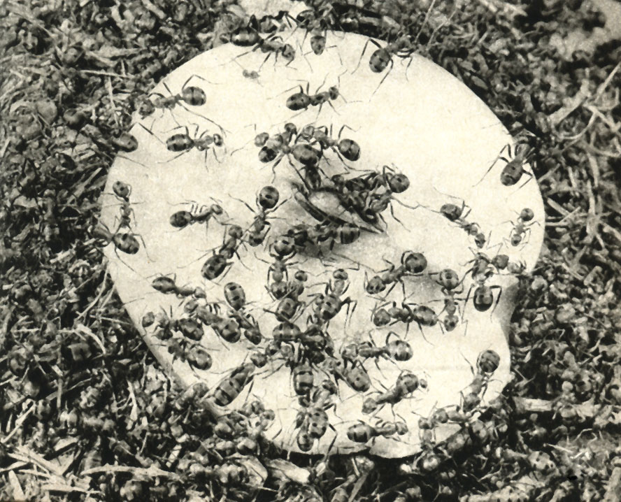     (Formica rufa)