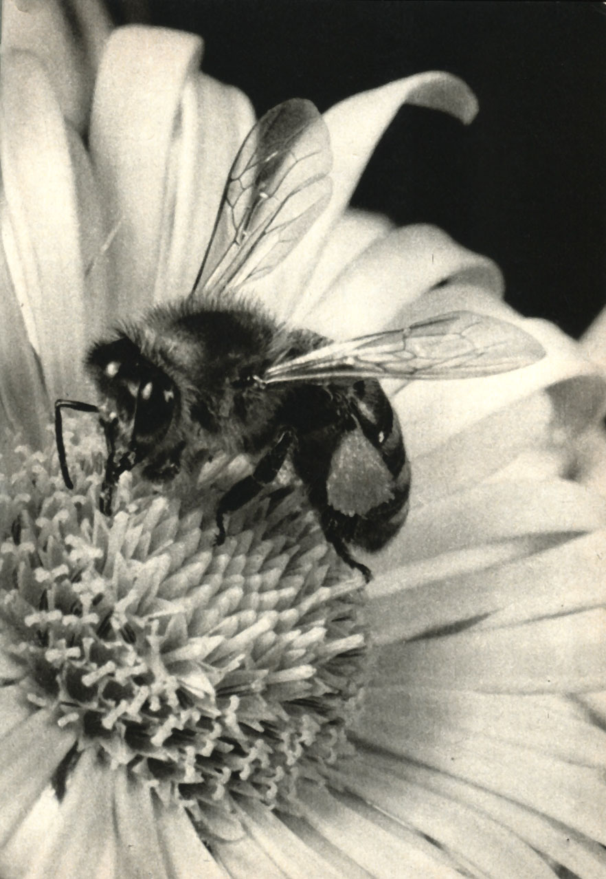    (Apis mellifera)