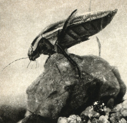   (Dytiscus marginalis)