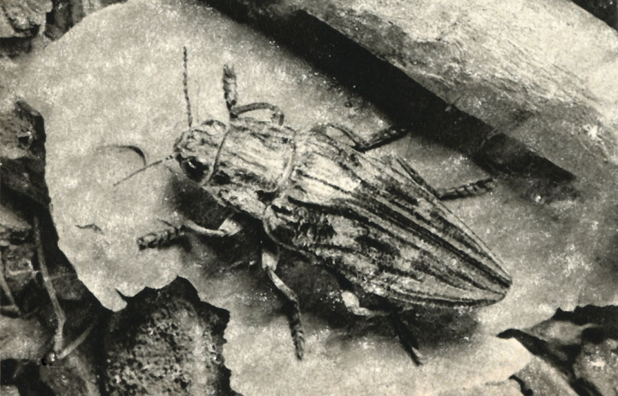    (Chalcophora mrin)