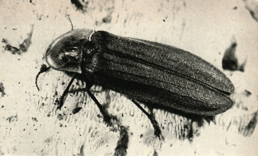   (Lampyris noctiluca)