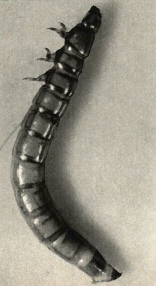    (Tenebrio molitor)