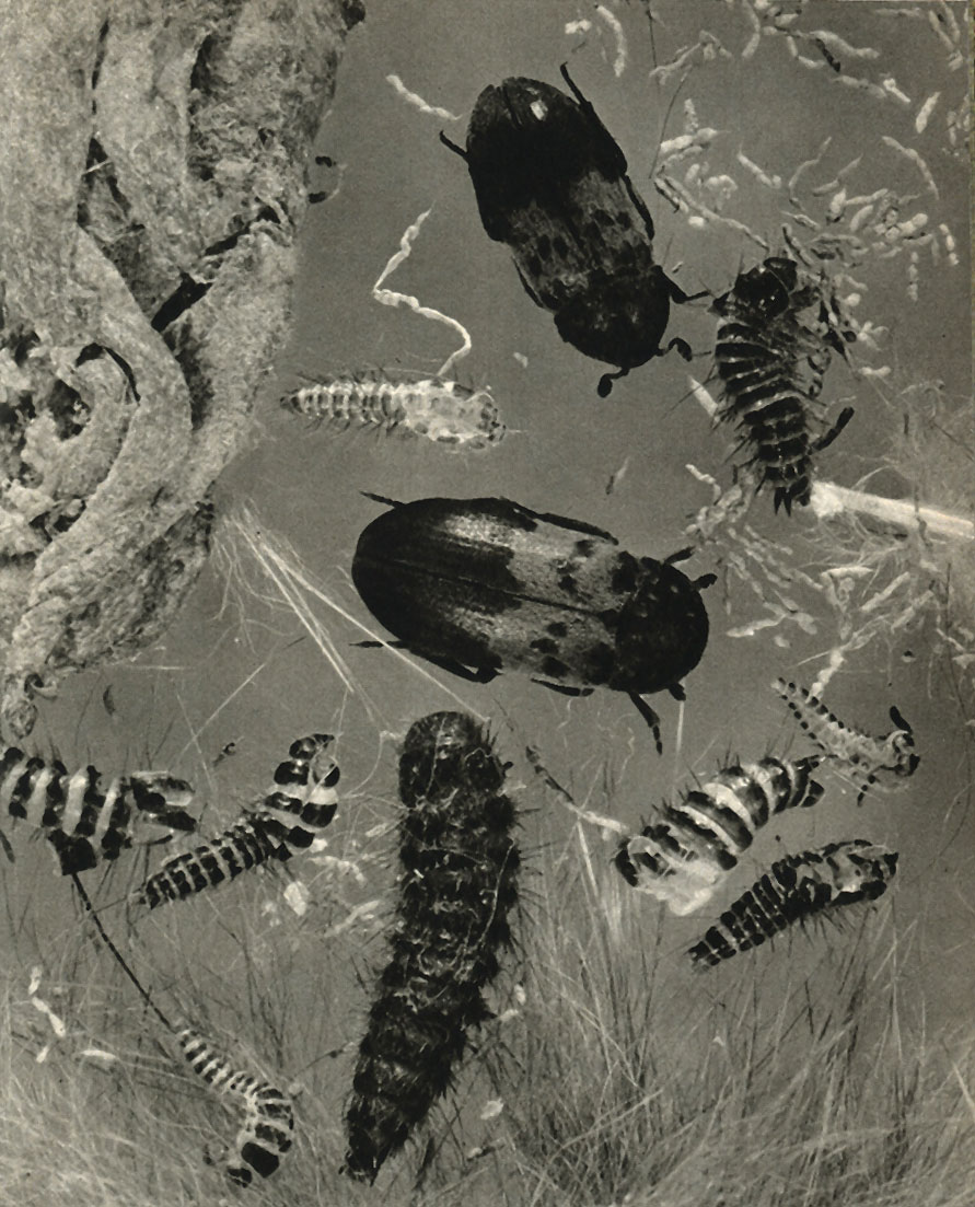   (Dertnestes lardarius)