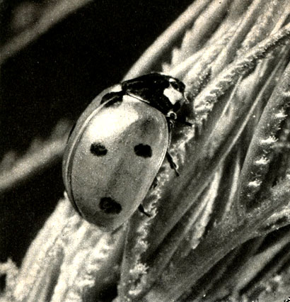 C  (Coccinella septempwictata)