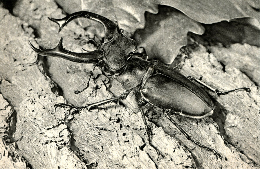  - (Lucanns cervus)