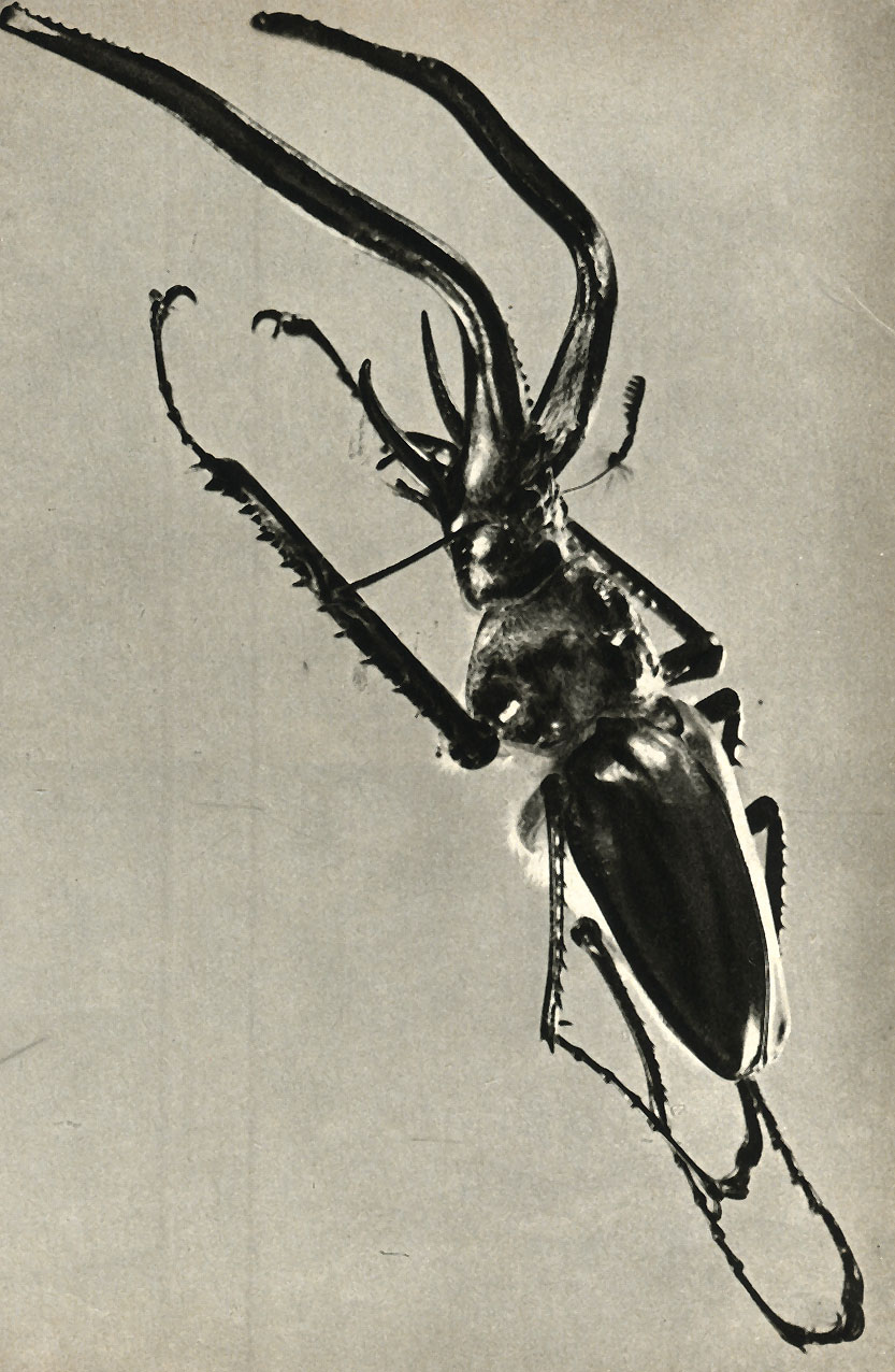    (Chiasognathus grand)