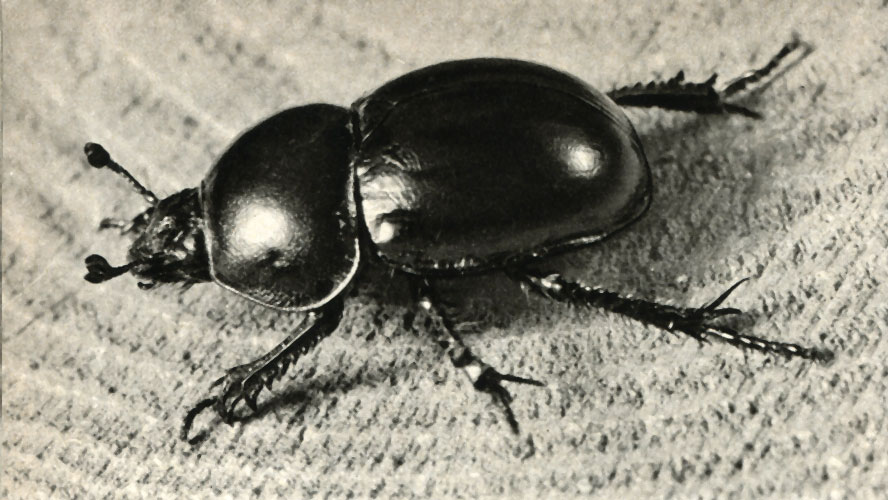   (Geotrupes silvaticus)