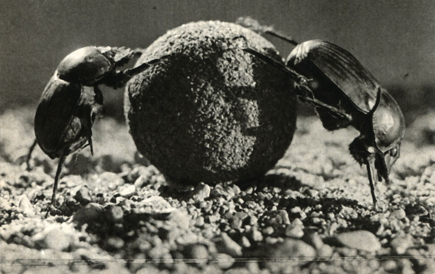   (Scarabaeus sacer)
