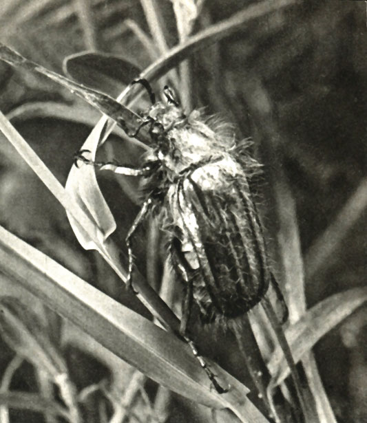  ,    (Amphimallm solstitialis)