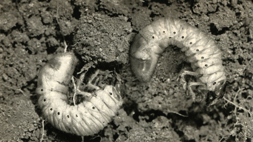     (Melolontha melolontha)