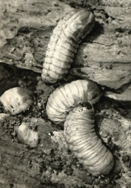    (Potosia cuprea)