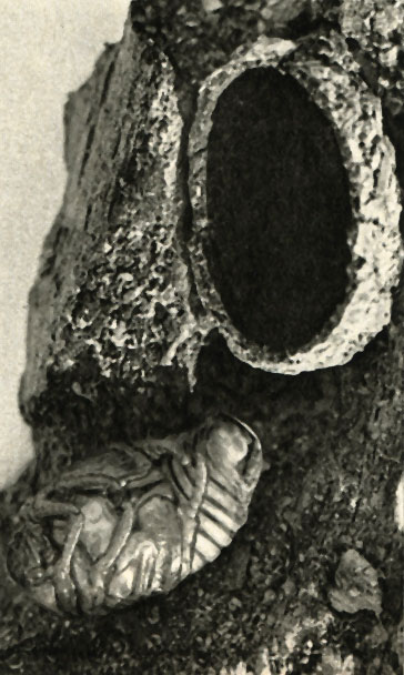    (Potosia cuprea)