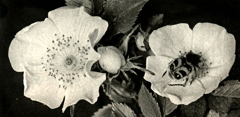   (Trichius fasciatus)
