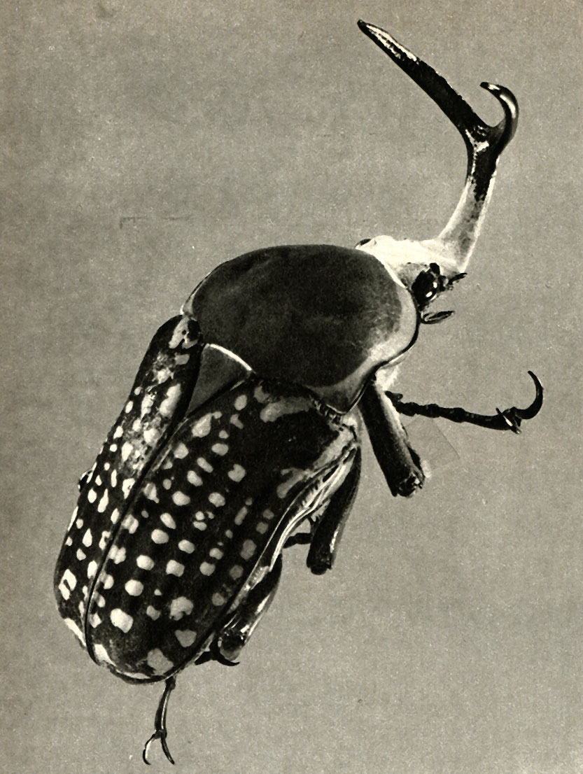    Megalorhina harrisi