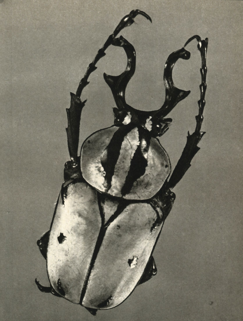  Dicranocephalus dabryi, -