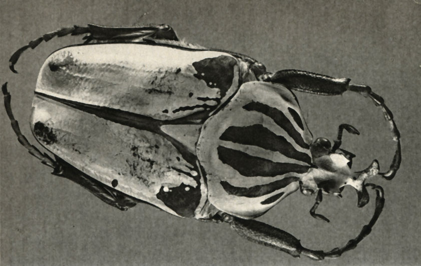  Goliathus caccicus