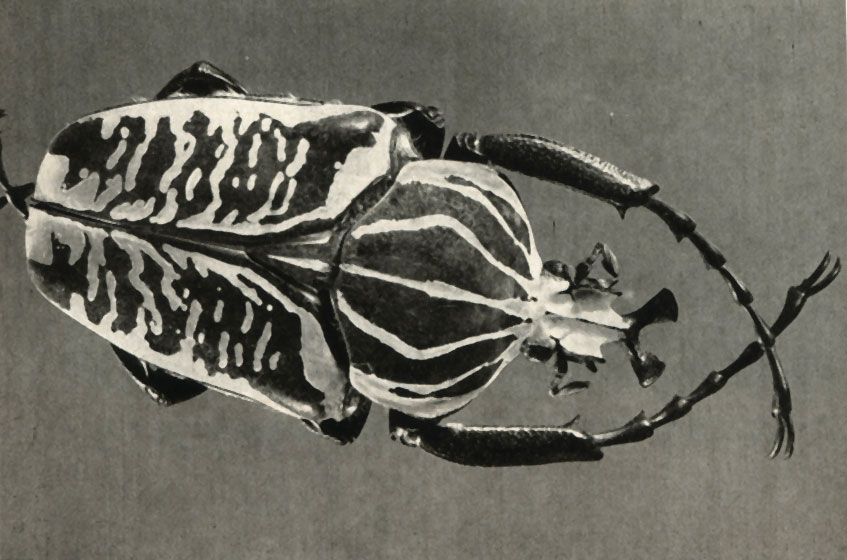  Goliathus kirkianus subsp. courtsi