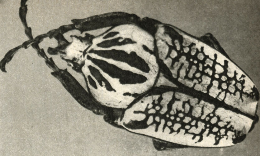  (Goliathus meleagris)