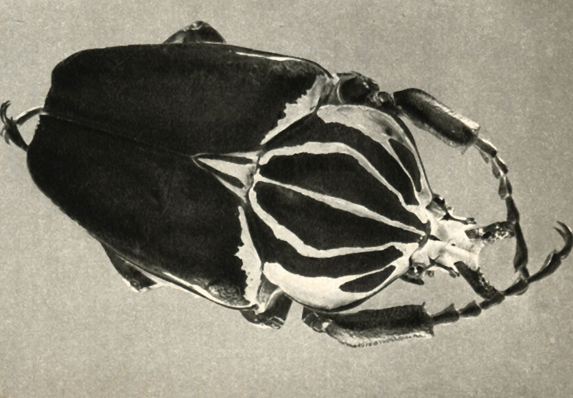  Goliathus goliathus