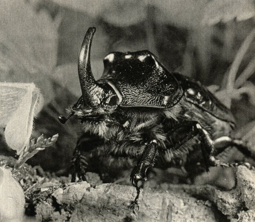 - (Dynastidae)