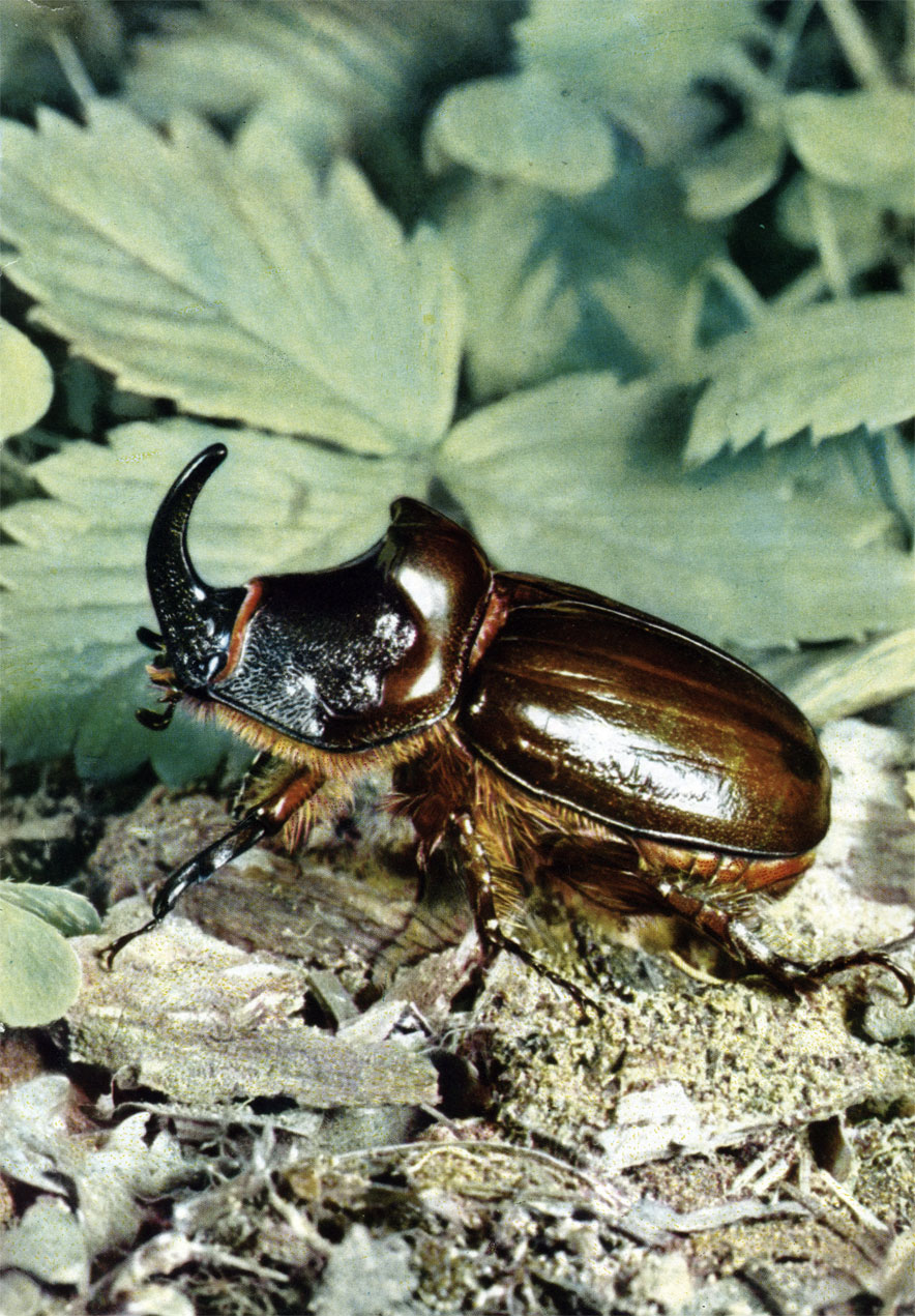     3-  (Oryctes nasicornis)