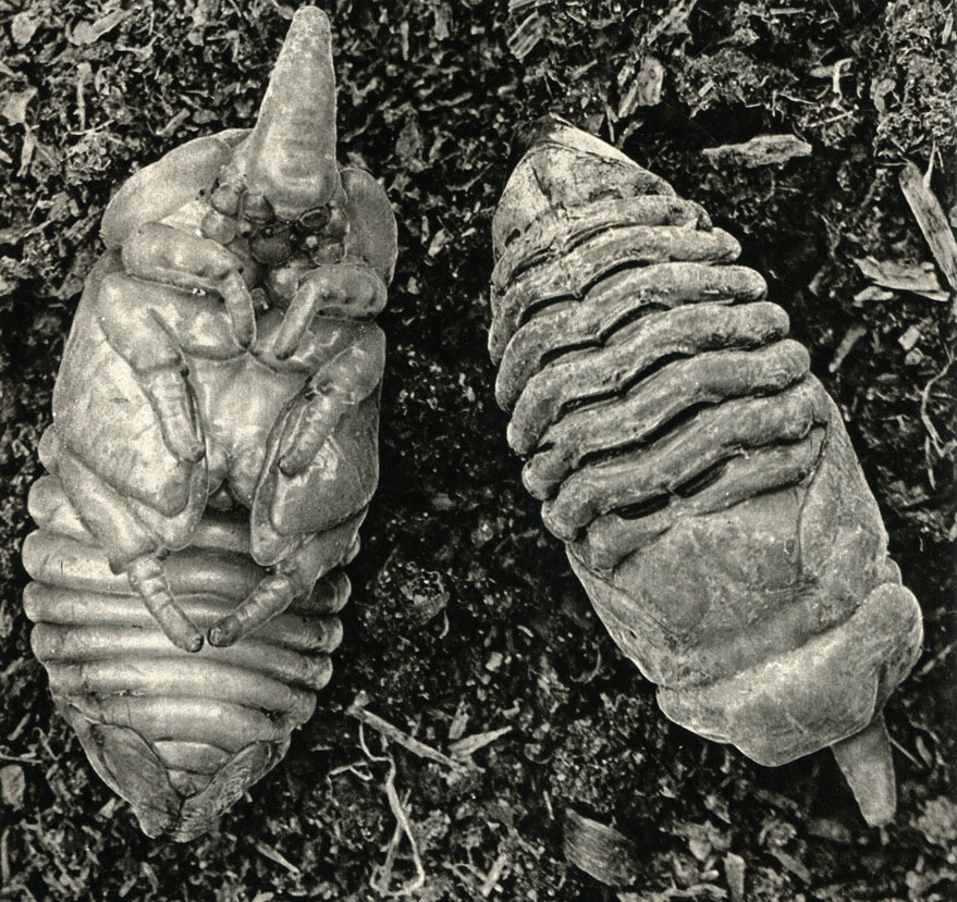 2-   ,    