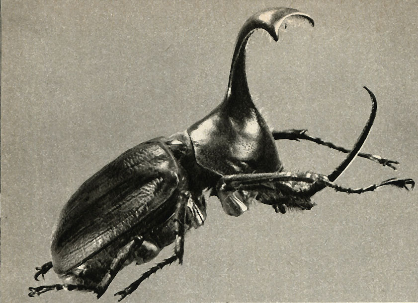 Golofa pizarro  