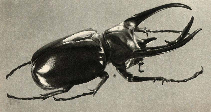 ,     Chalcosoma atlas      