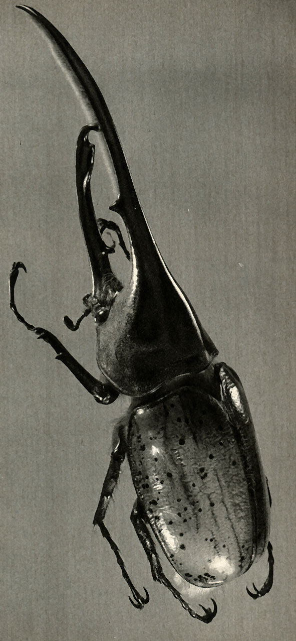 - (Dynastes hercules)