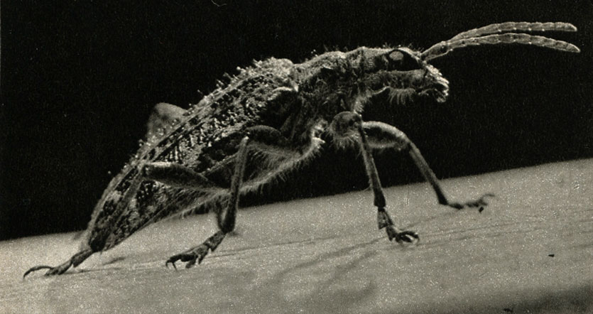   (Rhagium inquisitor)