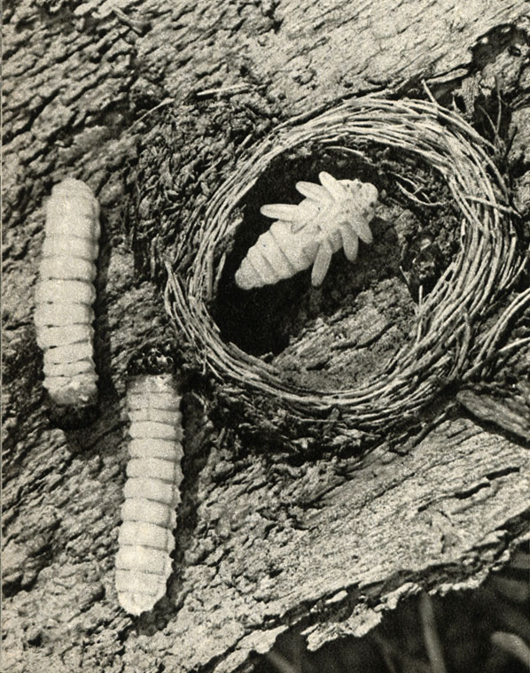    (Rhagium inquisitor)      