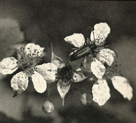  (Leptura rubra)