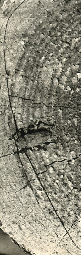    (Acanthocinus aedilis)