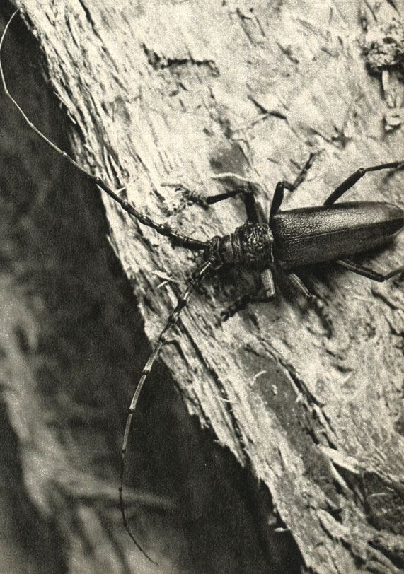   (Cerambyx cerdo)