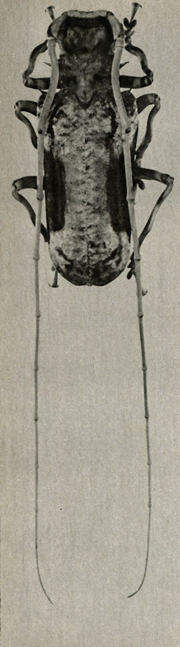    Petrognatha gigas