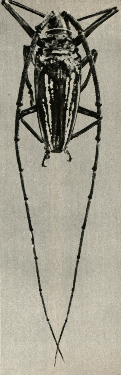    Batocera wallacei