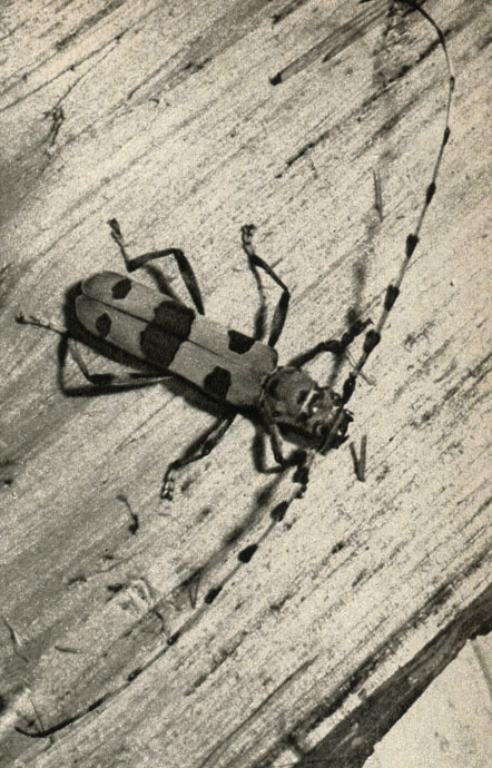   (Rosalia alpina)