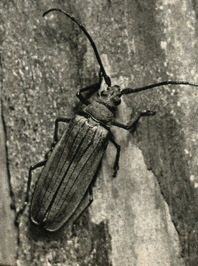       Aegosoma scabricornis